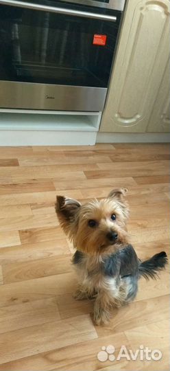 Йоркширский терьер вязка мальчик