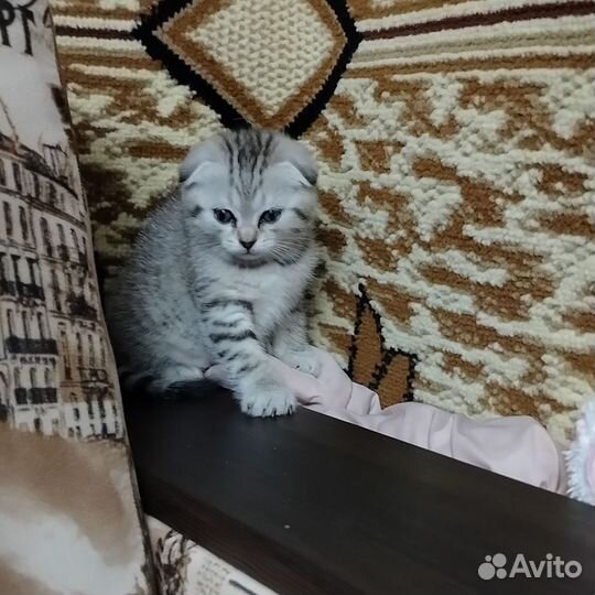 Шотландские котята