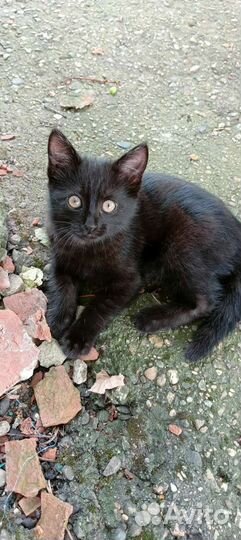 Кошки в добрые руки бесплатно