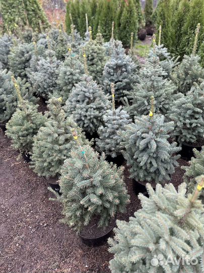 Ель голубая