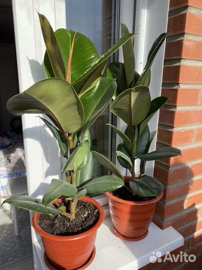 Фикус каучуконосный крупнолистный