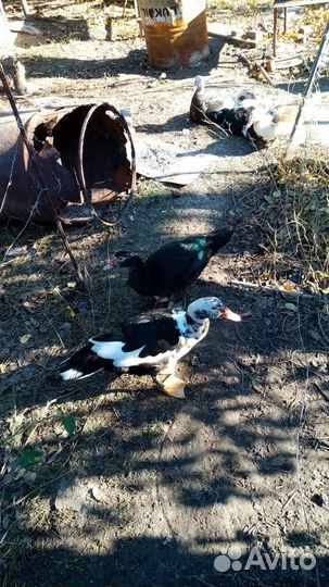 Мускусные утки