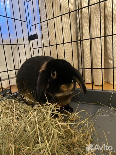 Ратолог - врач по грызунам, онлайн консультации