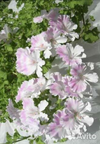 Герани сортовые