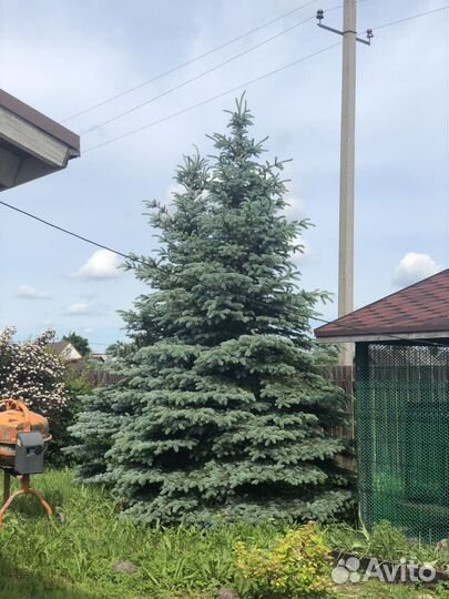 Ель голубая более 5 м