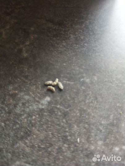 Семена традесканция рео