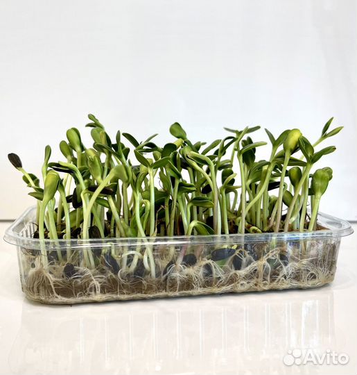 Микрозелень в ассортименте