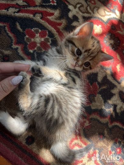 Отдам котят в добрые и любящие руки и сердца