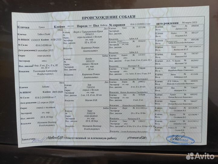 Щенки зсл