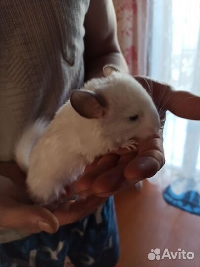Шиншилла