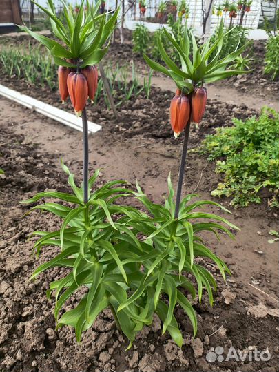 Рябчик императорский, многолетние растения