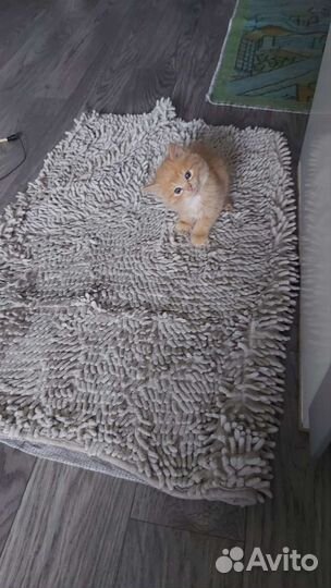 Шотландский прямоухий котенок