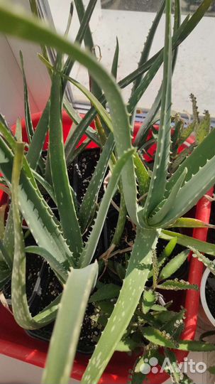 Алоэ Вера / каланхоэ / доктор лечебное растение