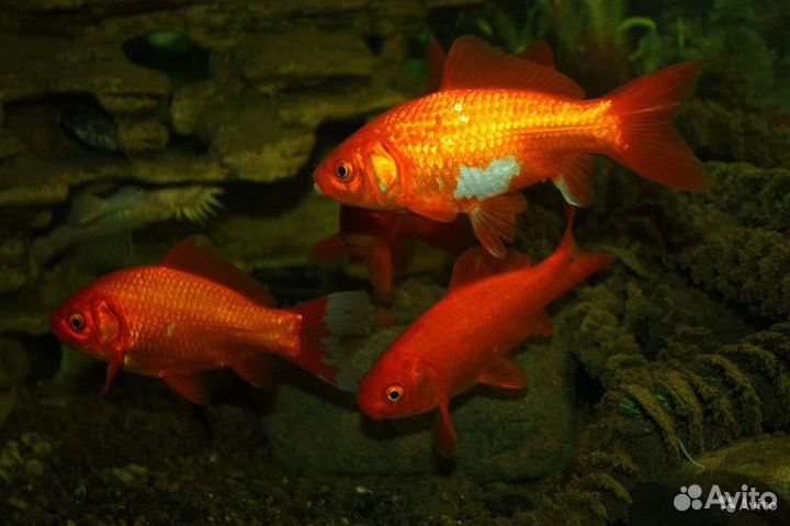 Аквариумные рыбки