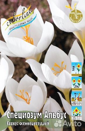 Крокусы осеннецветущие, кандыки на осень