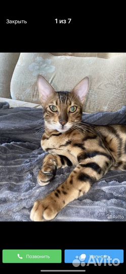 Бенгальская