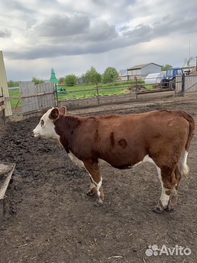 Телки герефорд