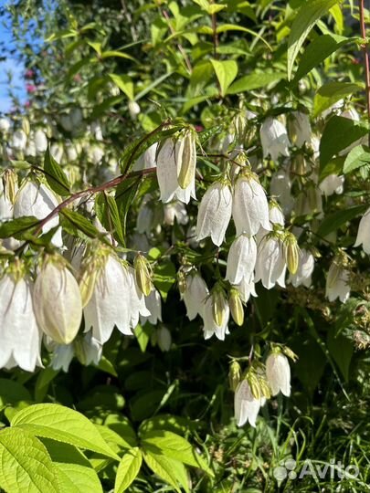 Мята ананасная и ментоловая, примула, медуница