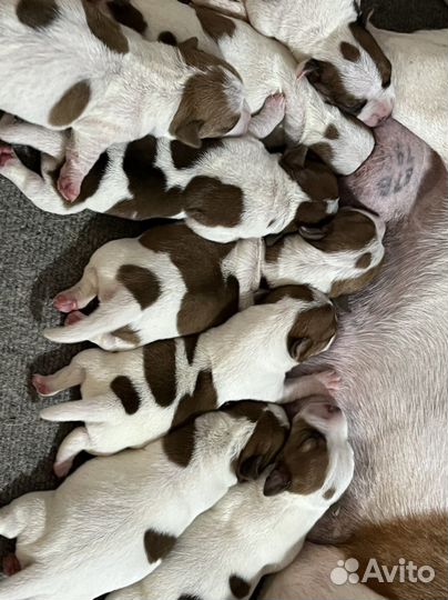 Щенки джек рассел терьер