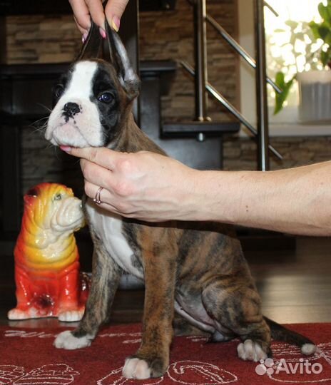 Щенки Немецкого Боксера - Расписные Малыши