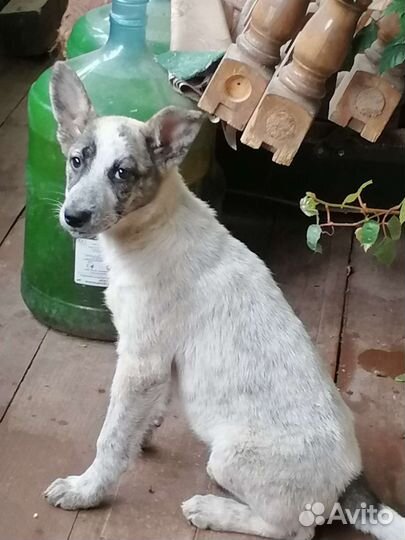 Щенки в добрые руки