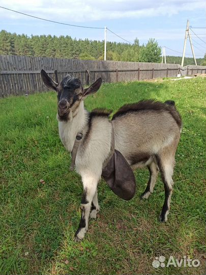 Чистопородный Альпийский козлик на покрытие