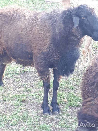 Овцы бараны