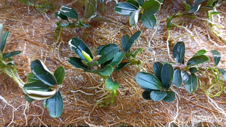 Буцефаландра Kedagang mini round