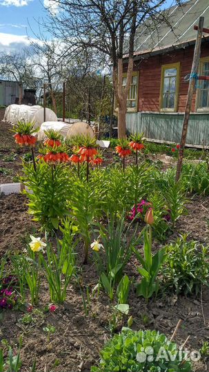 Рябчик королевский