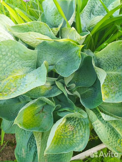 Хосты сортовые