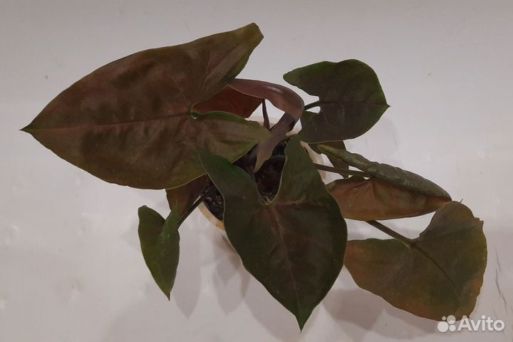 Сингониум Арон браун