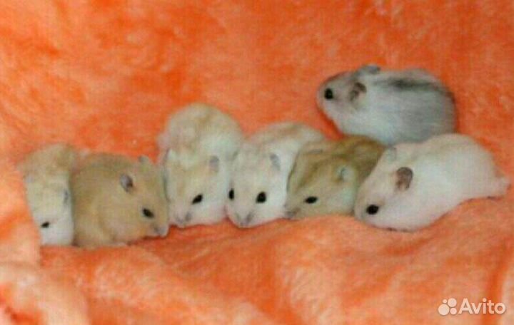 Джунгарский хомяк