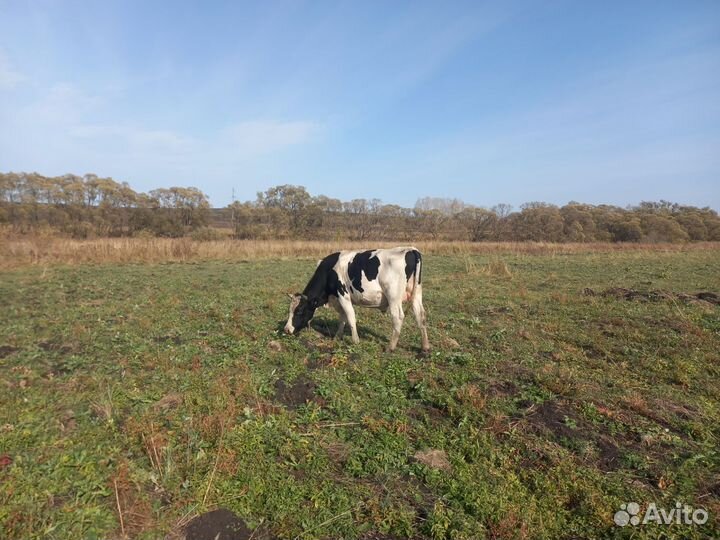 Быки на племя