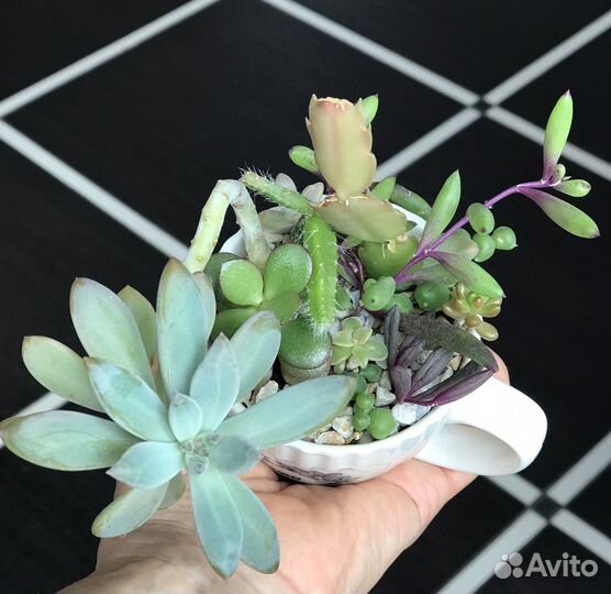 9 суккулентов в чайной чашке