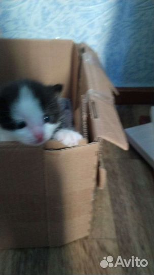 Котята