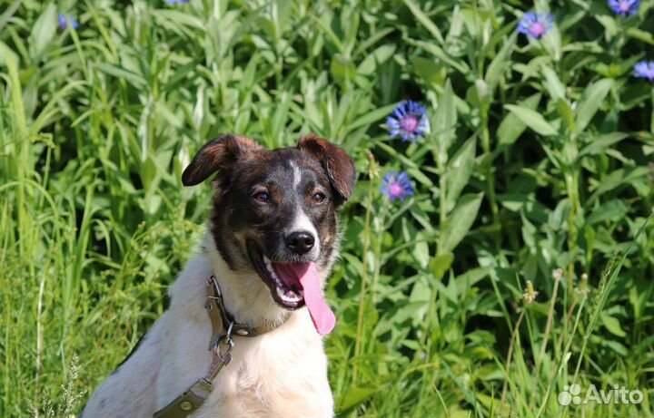 Небольшая стерилизованная Зорька