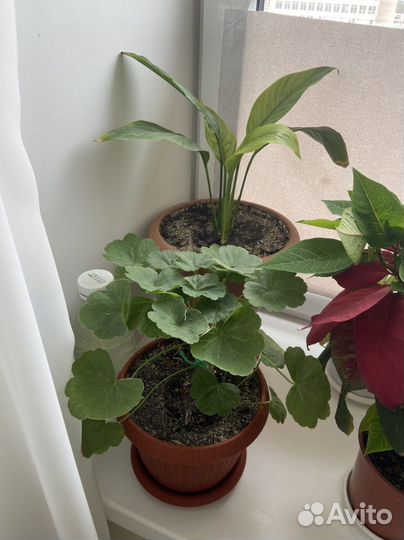 Комнатные растения