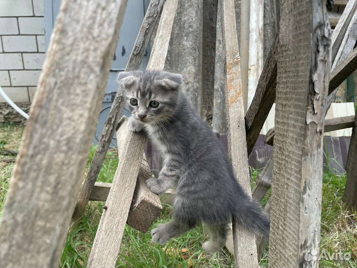 Кошки в добрые руки бесплатно