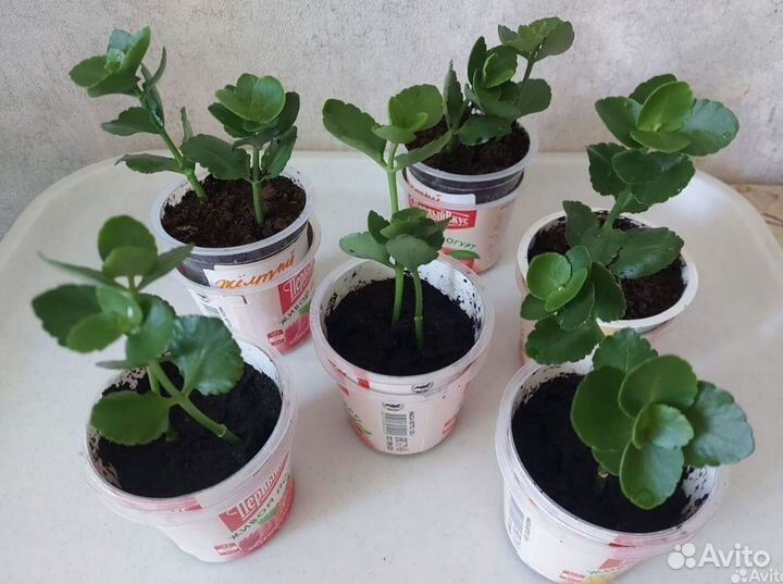 Каланхоэ жёлтый