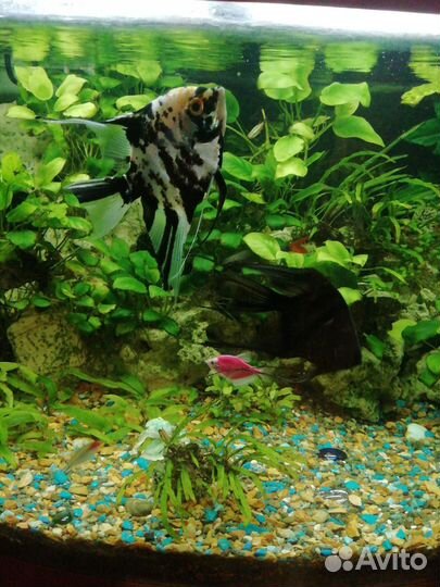 Аквариум около 200литров