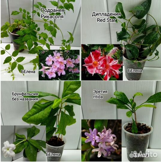 Красивоцветущие