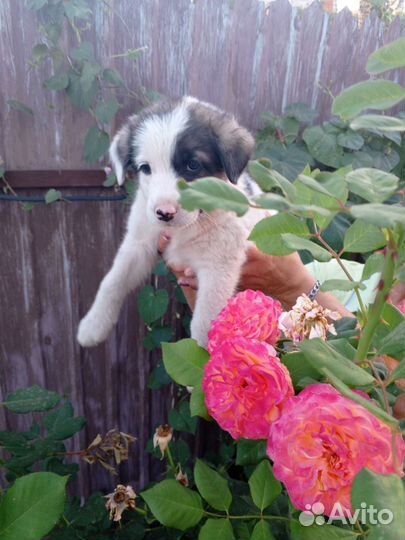 Вислоухая девочка