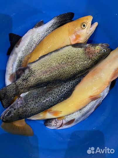 Живая форель