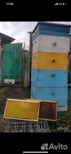 Улей рутовский