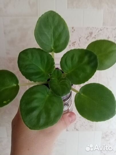 Фиалка. пт Юная Пастушка