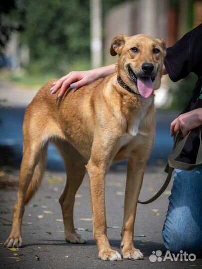 Собака в добрые руки отдам бесплатно