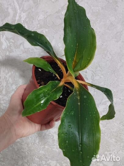 Хлорофитум Оранж Мармелад