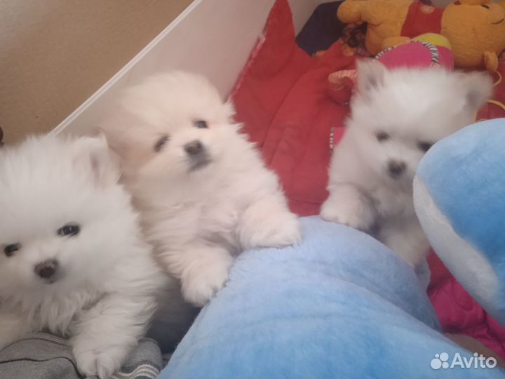 Щенки шпица