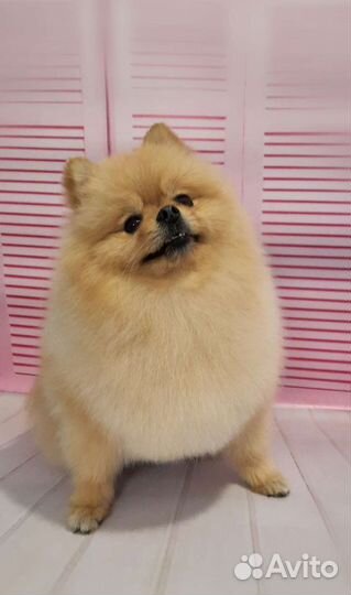 Груминг.Стрижка собак и кошек