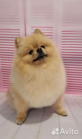 Груминг.Стрижка собак и кошек